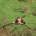 Wet Buzzard Drying out