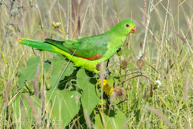 Red-winged Parrot, Aprosmictus erythopterus, Boggabri-7426