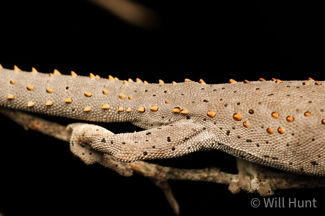 Eastern Spiny-tailed Gecko (Strophurus williamsi)
