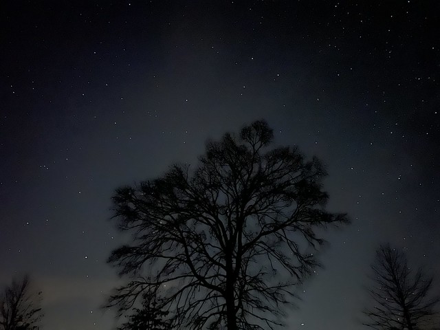 A night sky shows stars sparkling around the silhouette of a large tree.