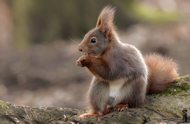 Eichhörnchen  > <  Squirrel