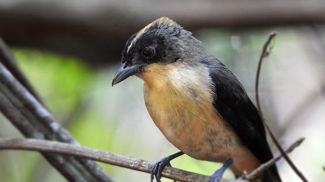 Tiê-de-topete - Black-goggled Tanager