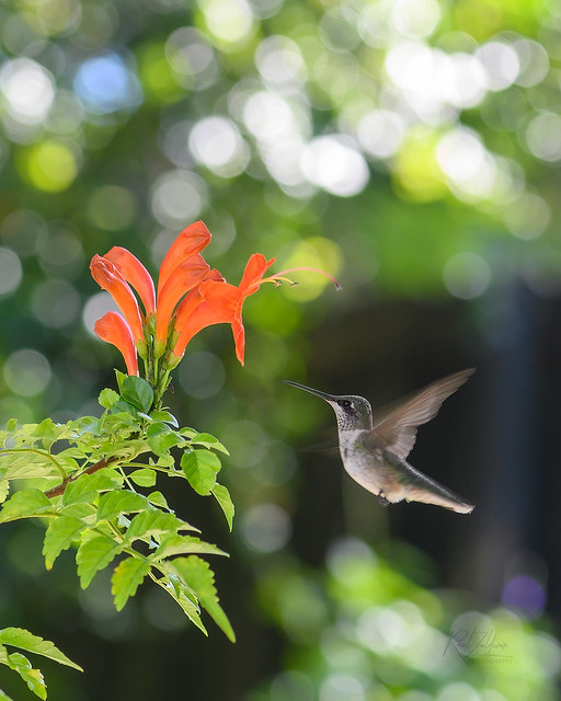 Nectar Quest... Hummingbird # 14