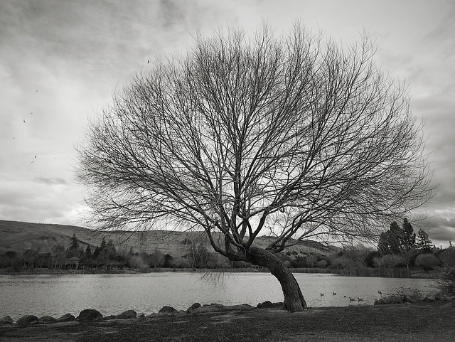 Bent Tree at Cottonwood Lake - Plate 3