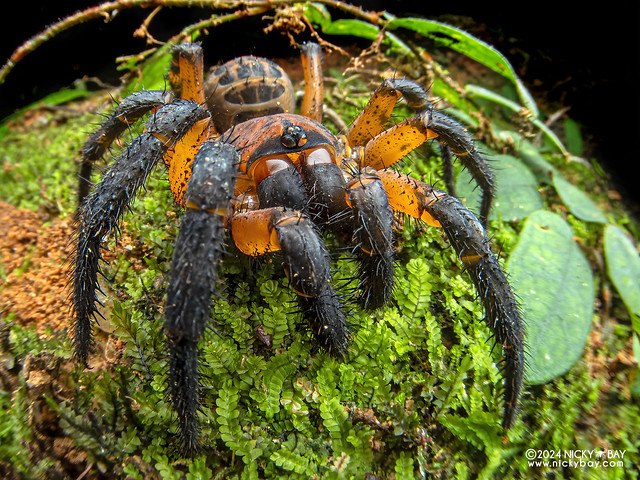Armored trapdoor spider (Liphistius desultor) - P1219495