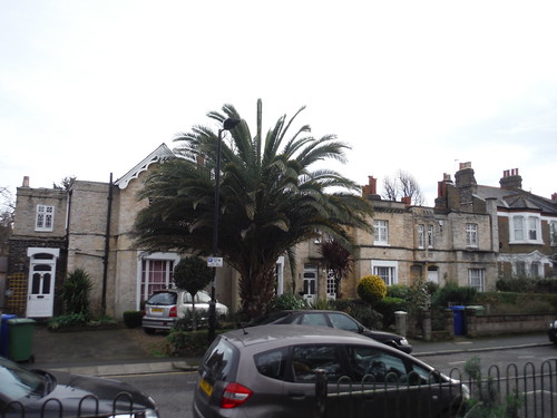 Houses and Palm Tree, Elm Grove, Peckham SWC Short Walk 59 - Burgess Park (Elephant &amp; Castle)
