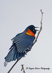 Red-winged Blackbird  (Agelaius phoeniceus)