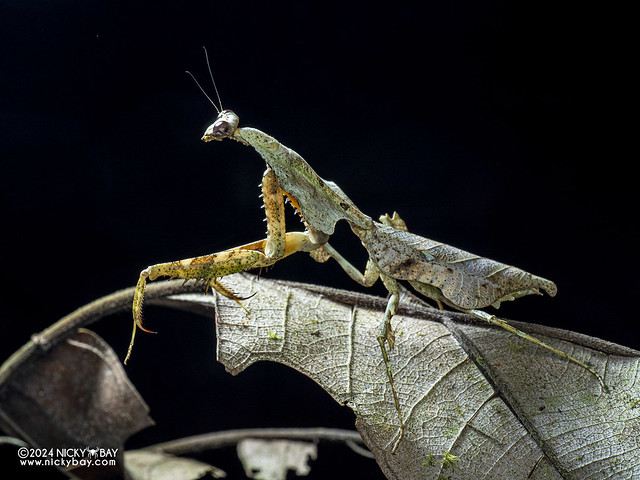 Dead leaf mantis (Deroplatys lobata) - P1229684