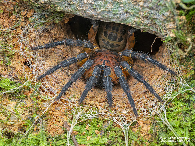 Armored trapdoor spider (Liphistius desultor) - P1219343