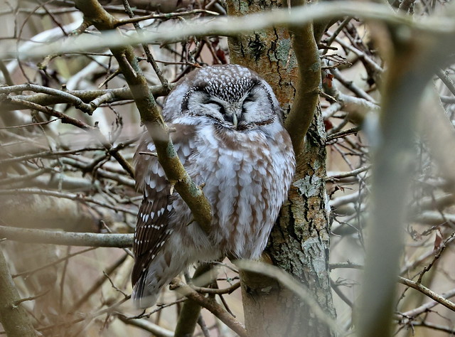 Perleugle (Richardson's Owl / Aegolius funereus)