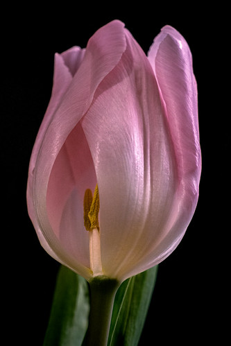 Tulip | by kehanselman