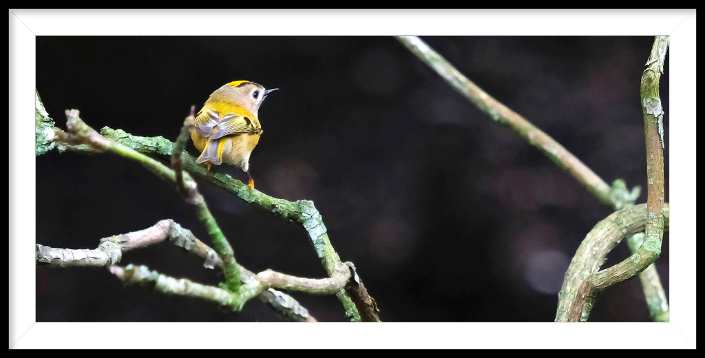 Common firecrest - (surprise of the day)