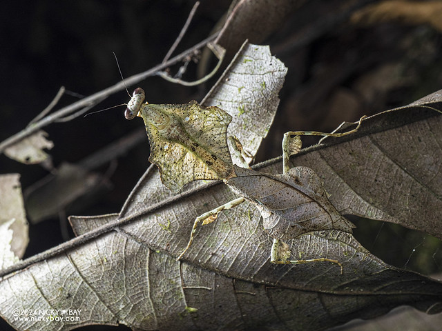 Dead leaf mantis (Deroplatys lobata) - P1229676