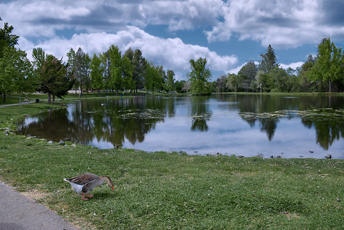auburn park water pond california ca goose usa green blue placercounty goldcountry landscape bird animal reflection sky clouds