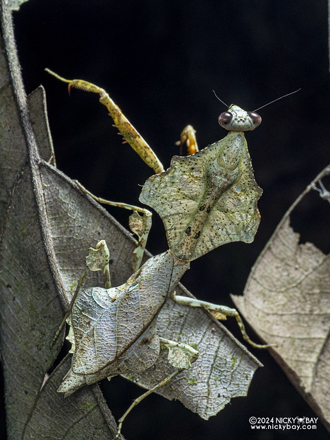 Dead leaf mantis (Deroplatys lobata) - P1229679