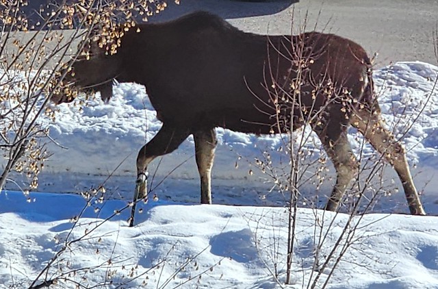 A moose in front of my hotel in Teton Village of Jackson Hole Ski Resort