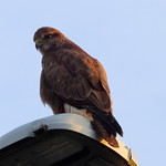 Another shot of the Buzzard in Torquay on 1st February 2024