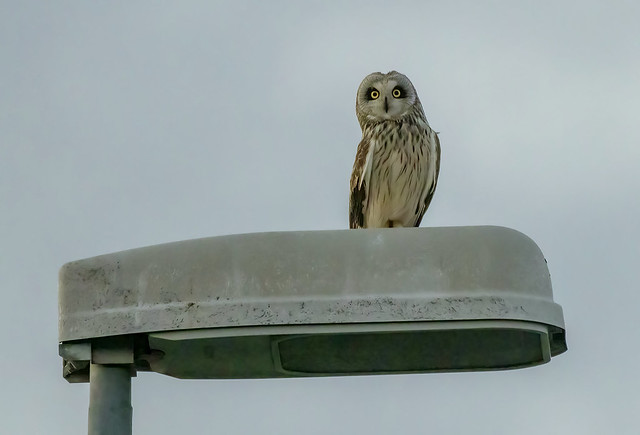 Short-eared Owl / Brandugla (Asio flammeus)