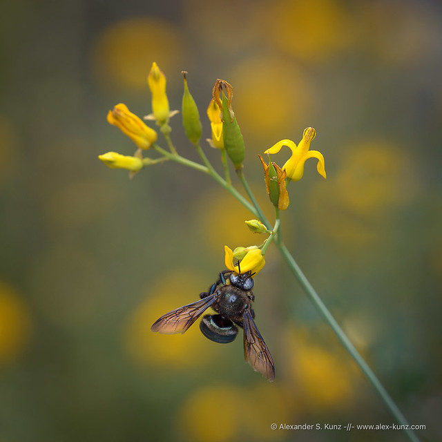 Carpenter Bee on Golden Eardrops
