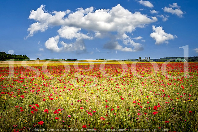red poppies fields in Normandy, france