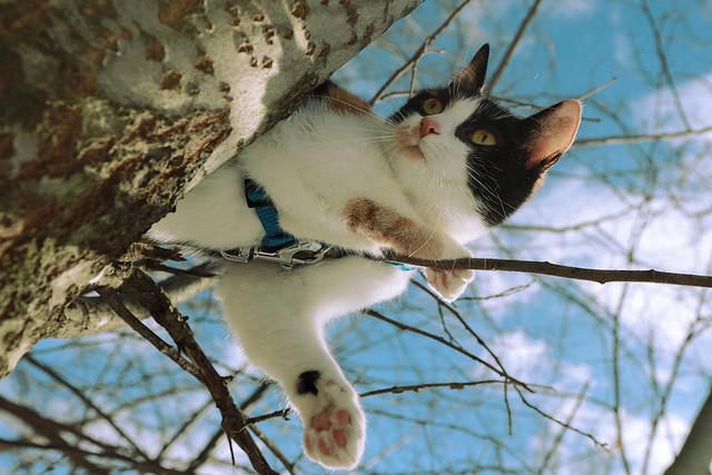 Cat Leash Snagged on Tree Branch