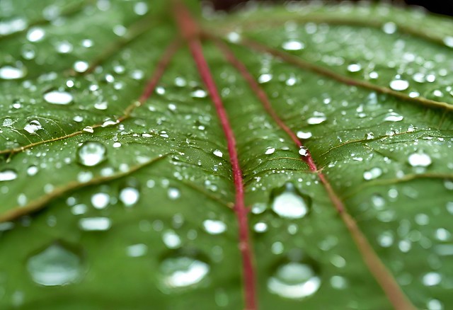 Raindrops Glimmer on Vibrant Green Leaf