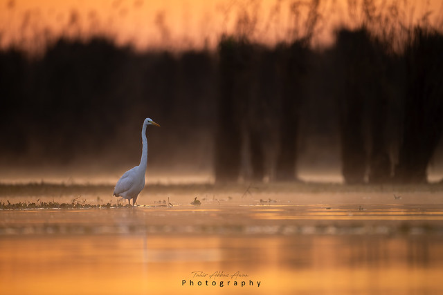 Great Egret in Morning