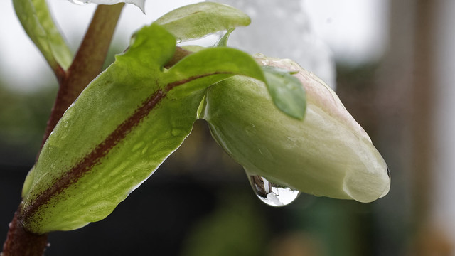 Wet flower bud of Helleborus niger (Christmas rose) with a reflection.