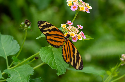 Isabella's Longwing Butterfly