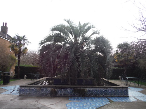 Palm Tree in Chumleigh Gardens, Burgess Park SWC Short Walk 59 - Burgess Park (Elephant &amp; Castle) [Daylight Access Only]