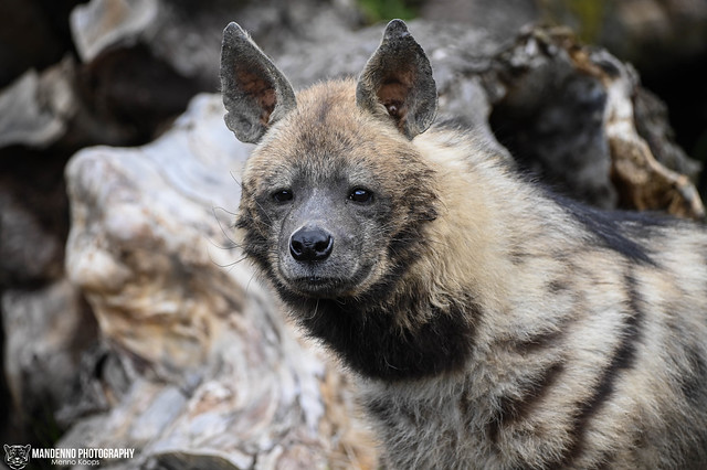 Striped hyena - Zoo jihlava