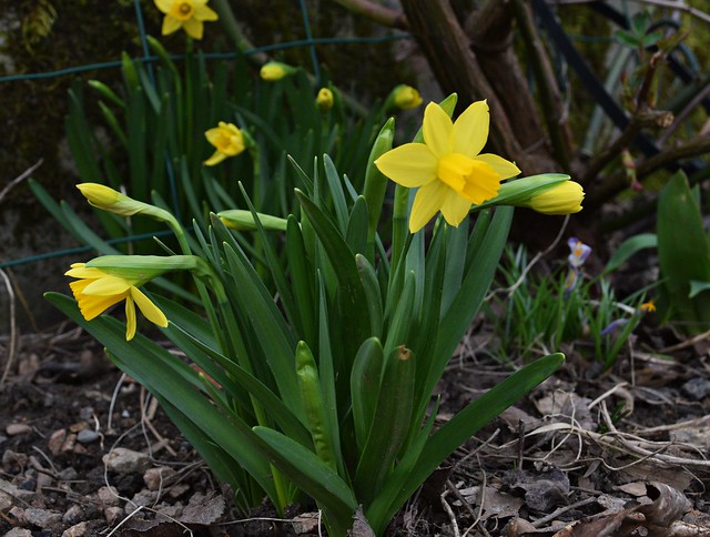 Mini daffodils in my garden just coming into flower