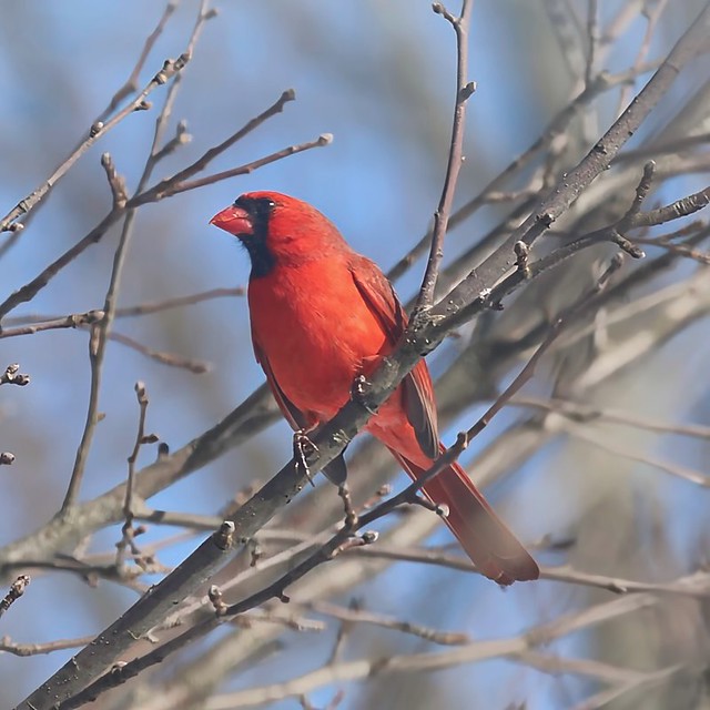 Mr. Cardinal looks red-hot no matter how cold it is outside. #BirdWatching #Cardinal #TrumbullCT