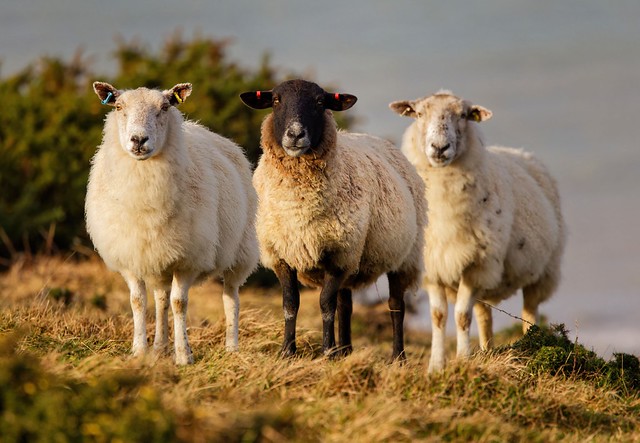 Three Sheep in a Row