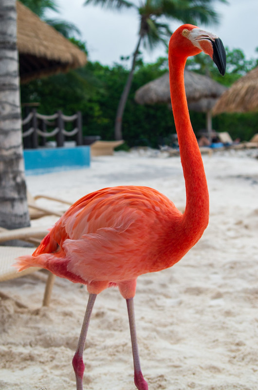 Flamingo Cabana