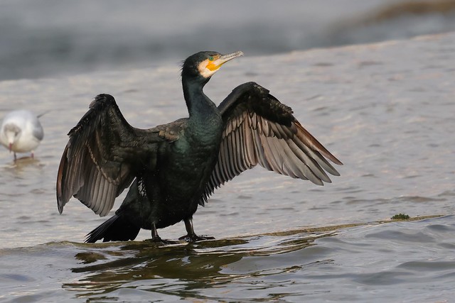 Grand cormoran - Phalacrocorax carbo - Great cormorant