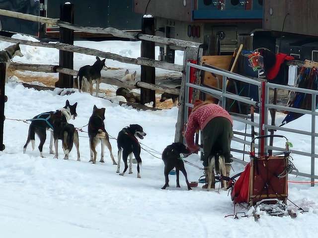 dogs being fastened to their harness to pull the sled