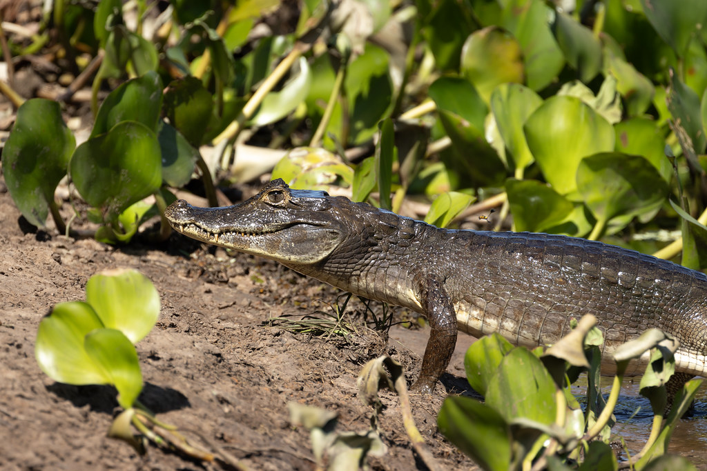 Caiman yacare (Yacare Caiman) - Alligatoridae - Pousada Aguape, Pantanal, Mato Grosso do Sul, Brazil
