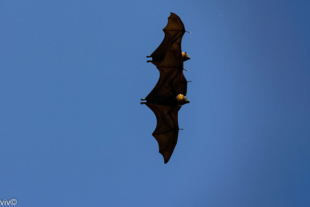 On a hot summer afternoon a pair of Grey Headed Flying Foxes fly in formation across the sky in Adelaide, South Australia, Australia. With a wingspan of nearly 1 m, they are among the world’s largest bats. On Explore 16 February 2024.