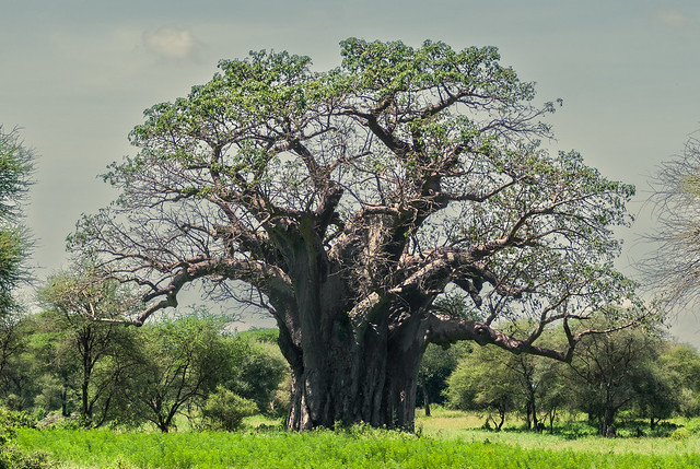 Baobab in Tarangire National Park, Tanzania