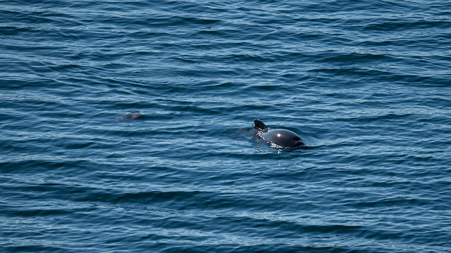 Coastal Dolphins