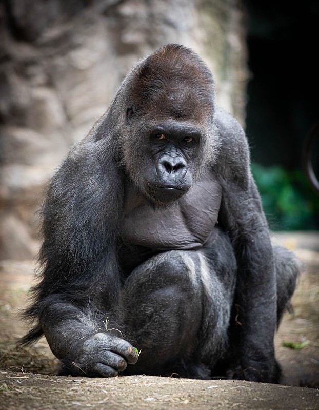 Buffalo Zoo Mourns the Loss of Male Silverback Gorilla BUFFALO, N.Y