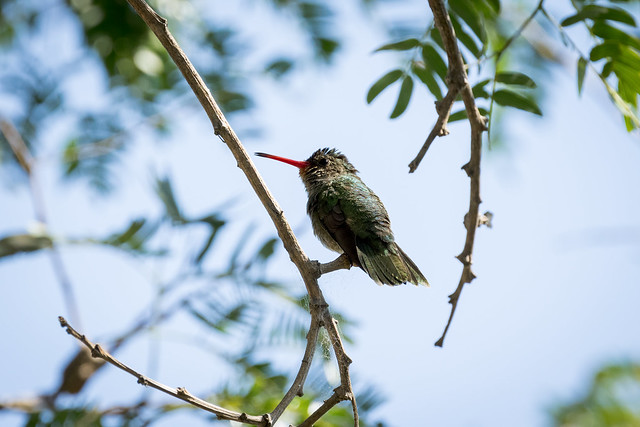 Hylocharis chrysura (Gilded Hummingbird) - Trochilidae - Pousada Aguape, Campo Grande, Mato Grosso do Sul, Brazil-Edit