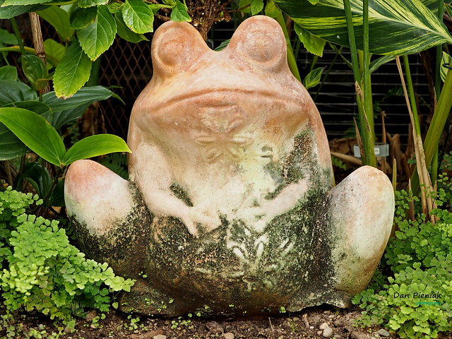 A Frog On Guard