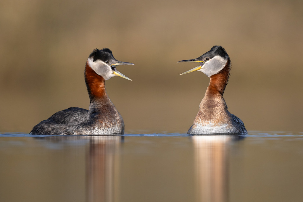 Red-necked Grebe Pair - Nome