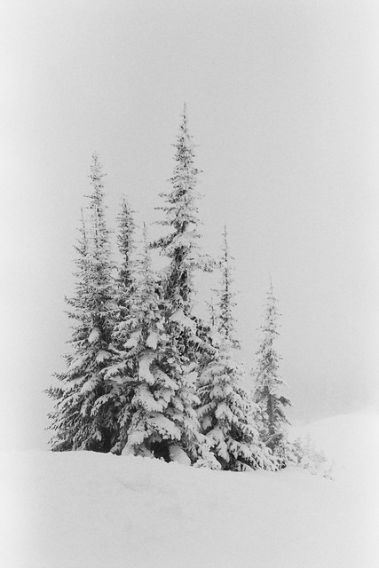 Snowy Cluster of Trees