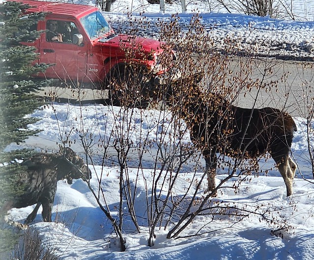 Moose viewed from the window of my hotel in Teton Village at Jackson Hole Ski Resort