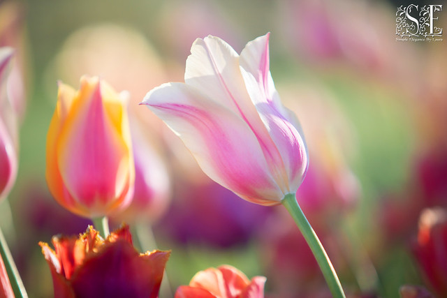 Light Through Pink Tulips