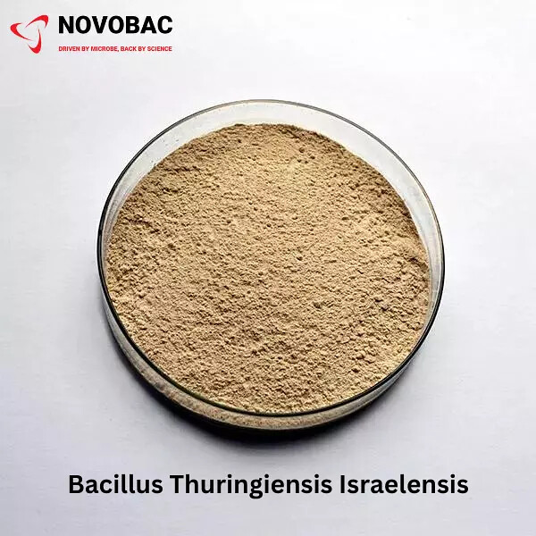 Bacillus Thuringiensis Israelensis