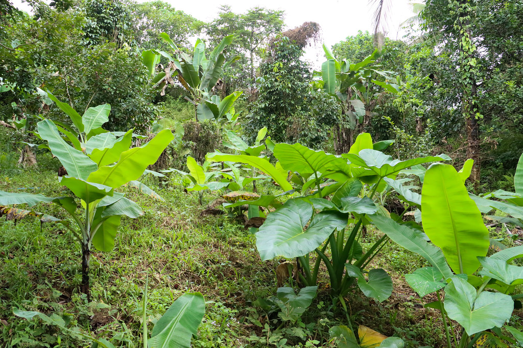 Philippine agroforest with bananas and taro